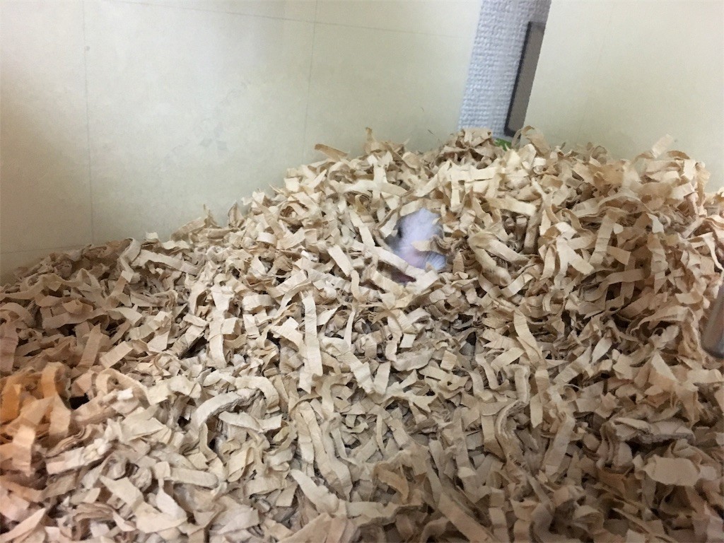 f:id:akie1000:20161117011613j:image