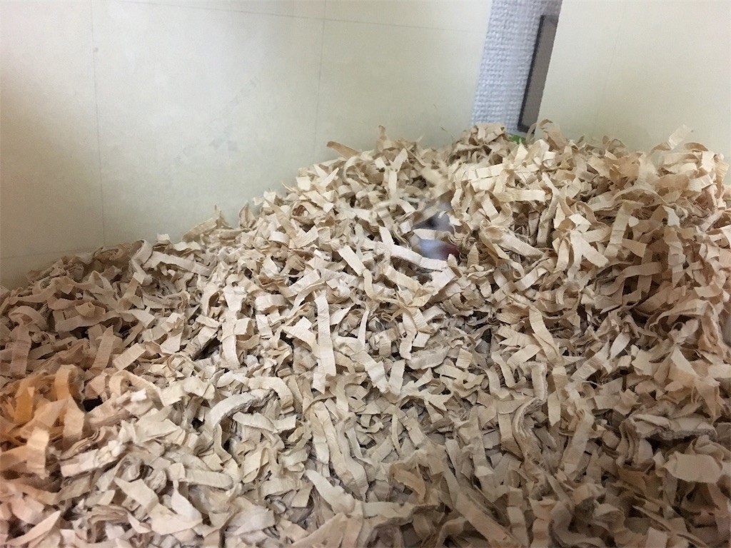 f:id:akie1000:20161117011619j:image