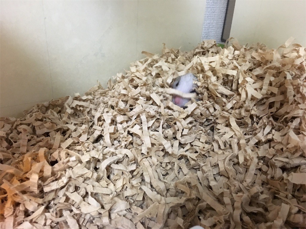 f:id:akie1000:20161117011626j:image