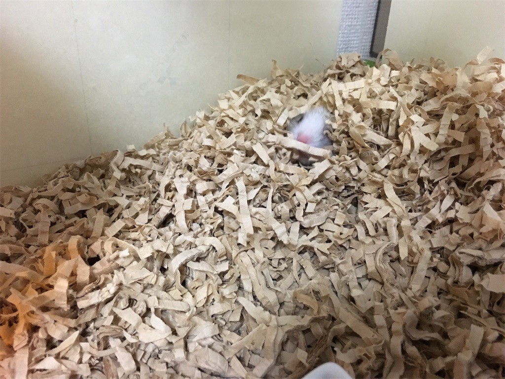 f:id:akie1000:20161117011634j:image