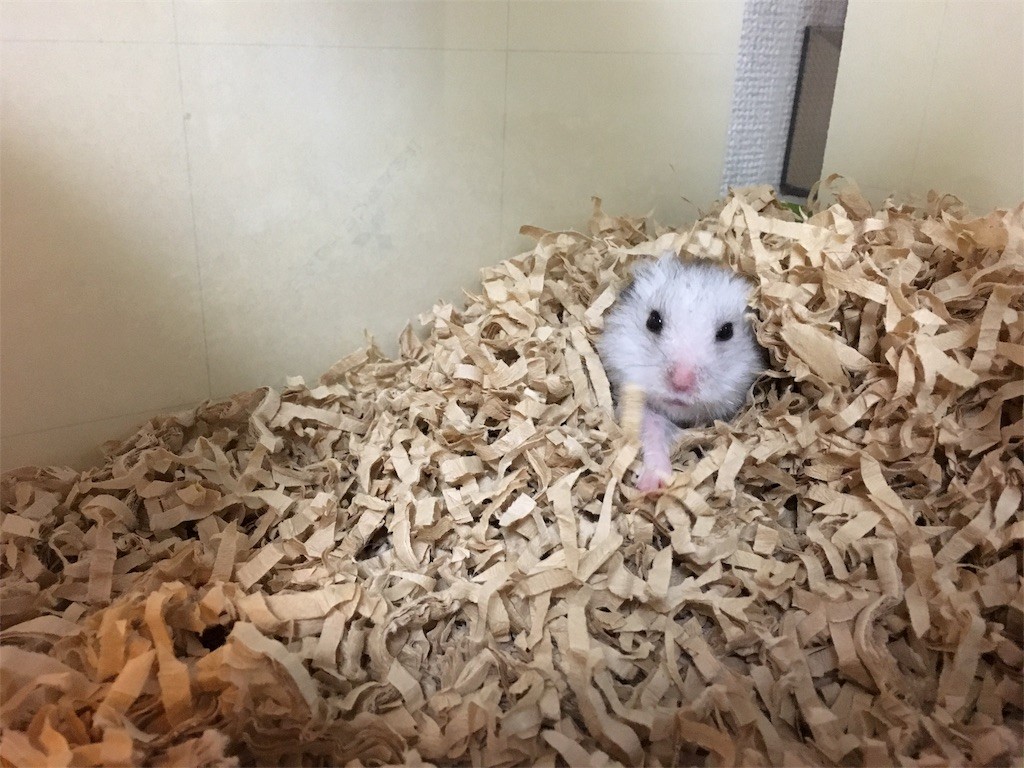 f:id:akie1000:20161117011658j:image