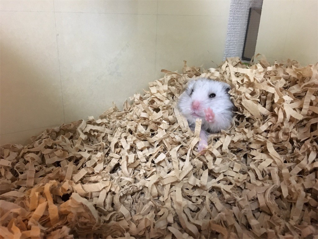 f:id:akie1000:20161117011705j:image