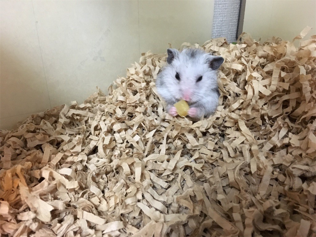 f:id:akie1000:20161117011725j:image