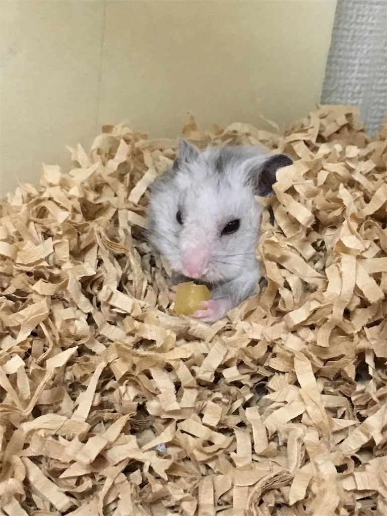 f:id:akie1000:20161117011808j:image