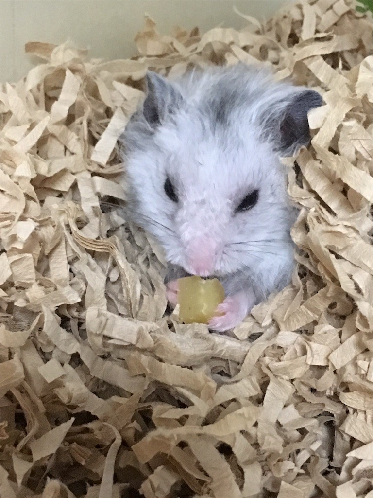 f:id:akie1000:20161117011812j:image