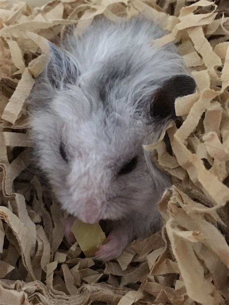 f:id:akie1000:20161117011820j:image