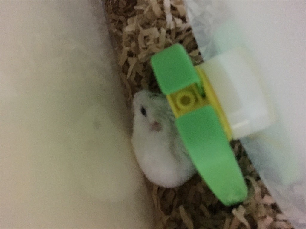 f:id:akie1000:20161117012013j:image