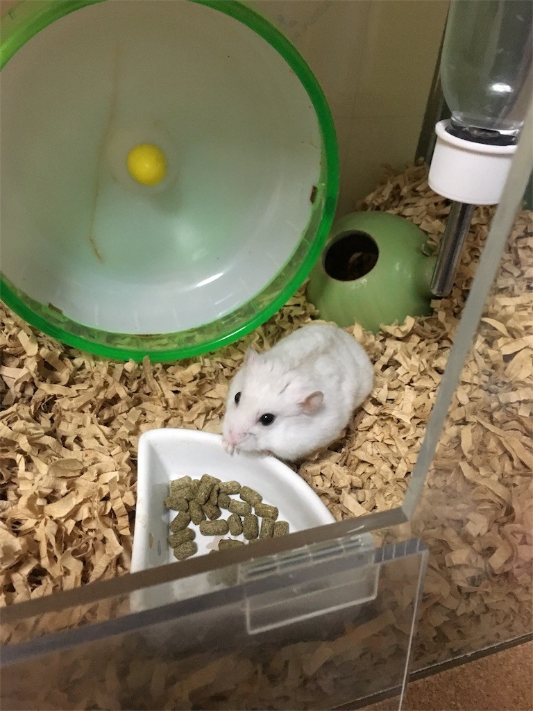 f:id:akie1000:20161117012050j:image