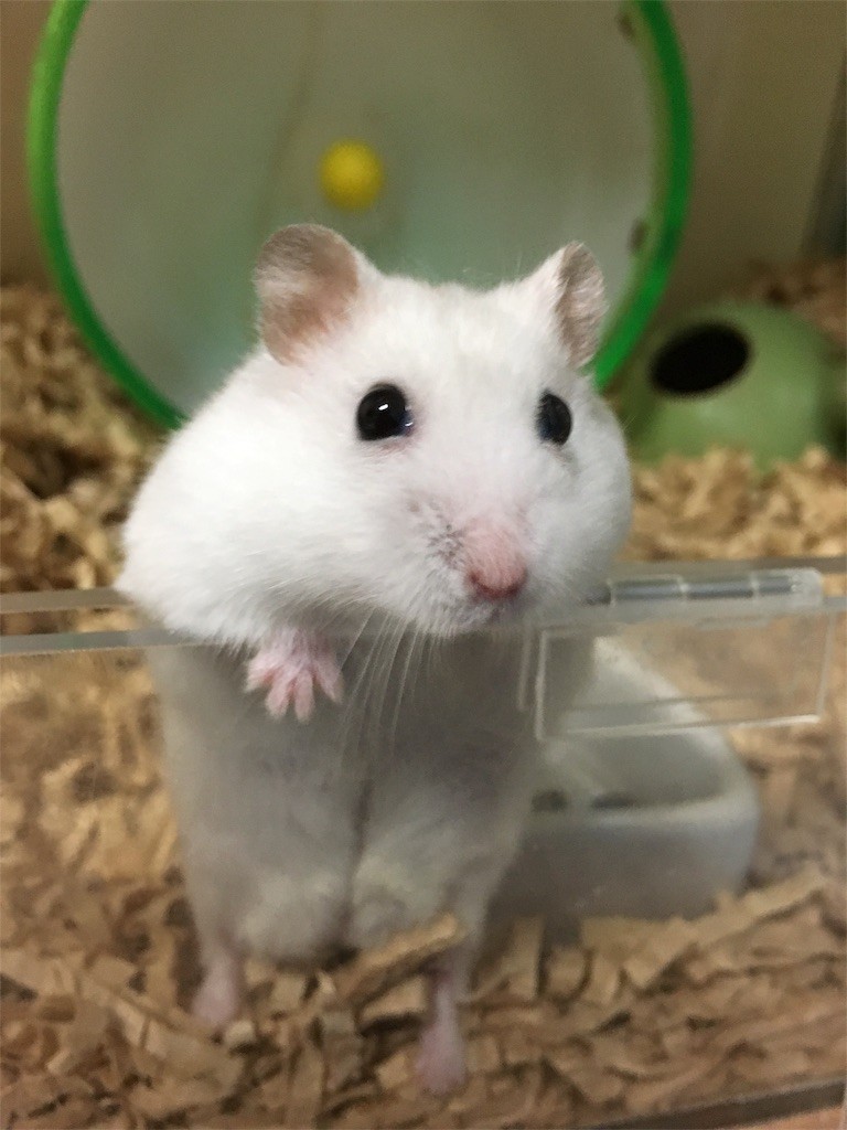 f:id:akie1000:20161117012057j:image