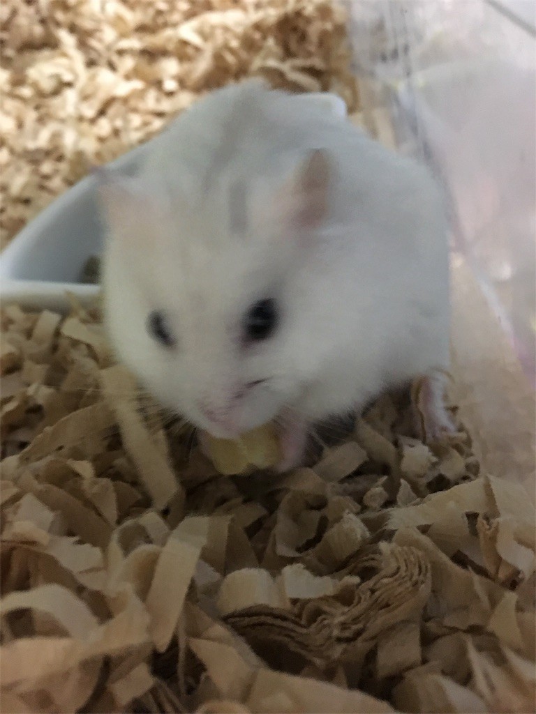 f:id:akie1000:20161117012119j:image