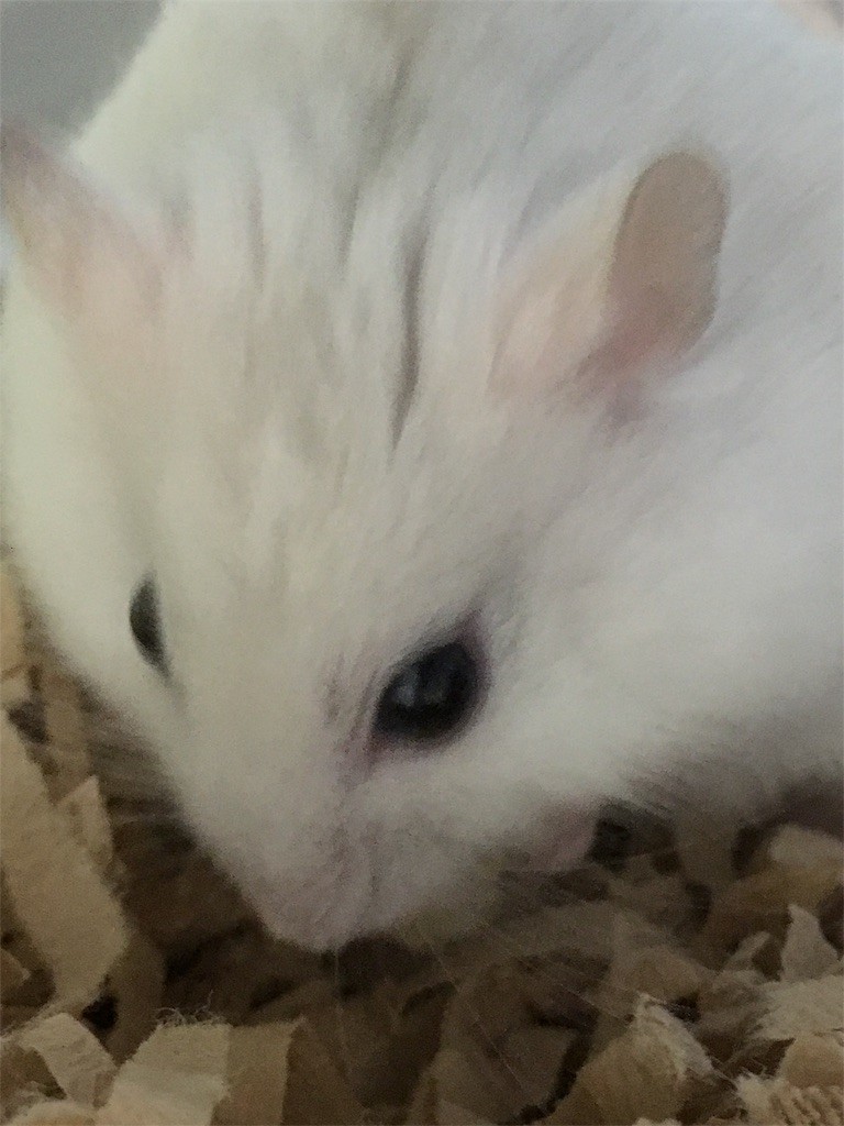 f:id:akie1000:20161117012122j:image