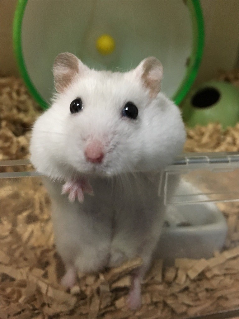 f:id:akie1000:20161117012131j:image