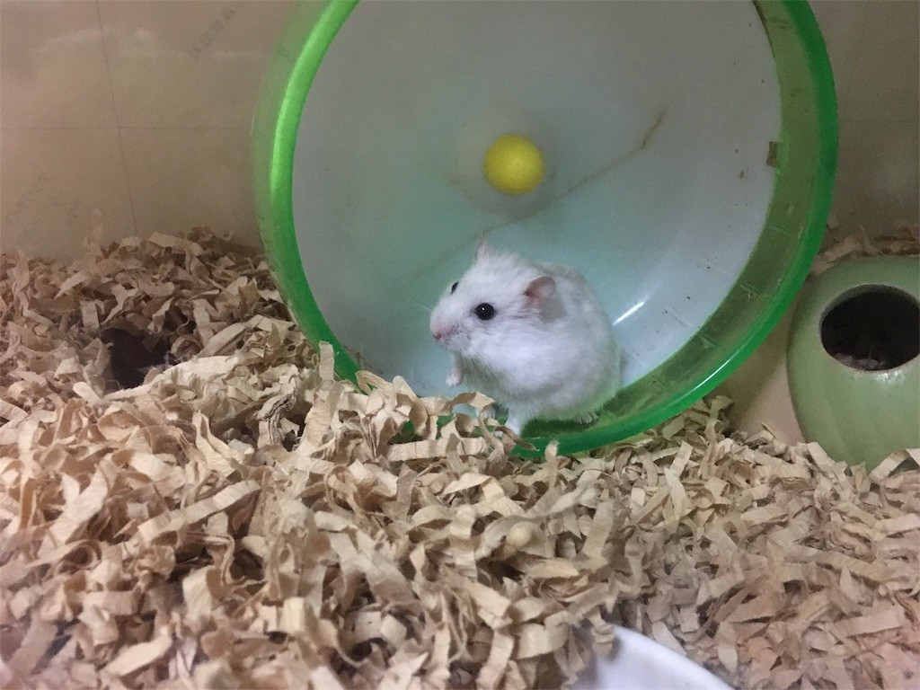 f:id:akie1000:20161117235842j:image