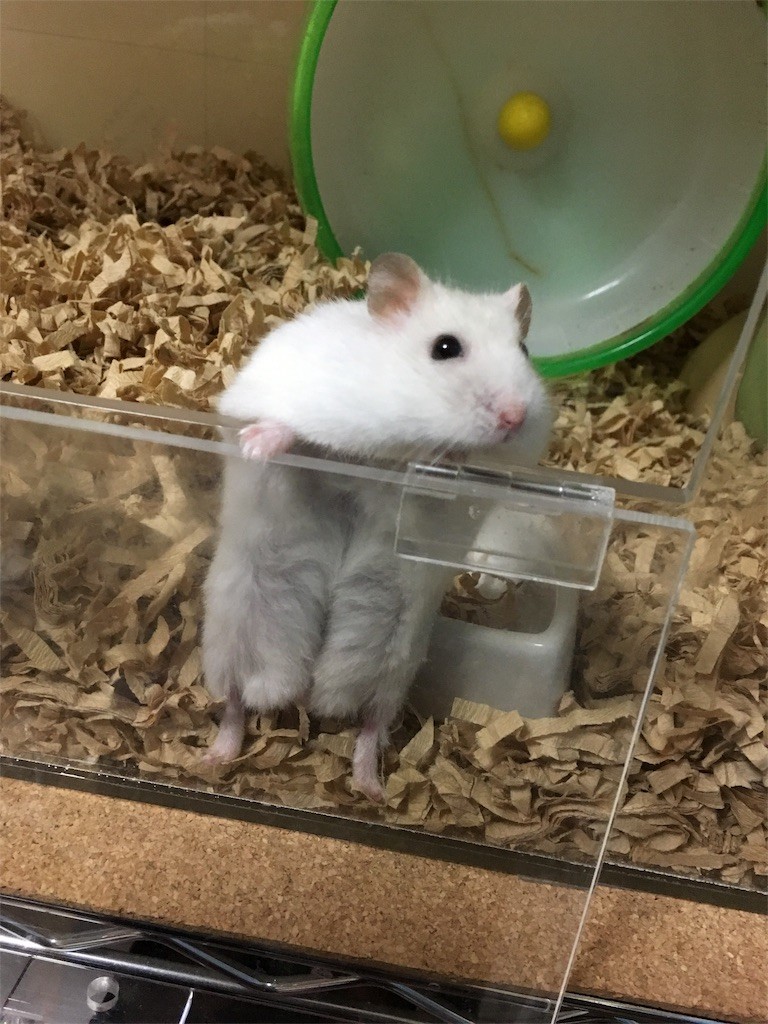 f:id:akie1000:20161117235850j:image