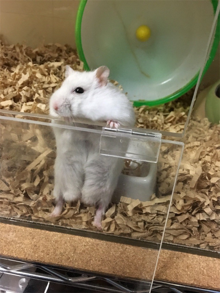 f:id:akie1000:20161117235856j:image