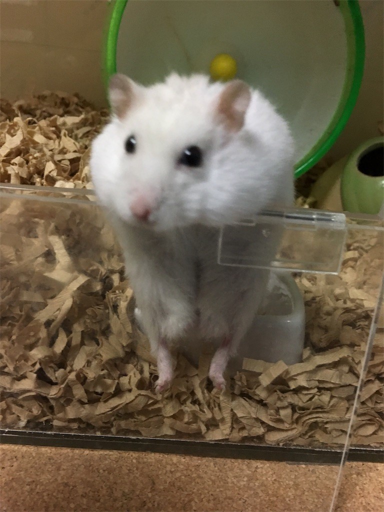 f:id:akie1000:20161117235900j:image