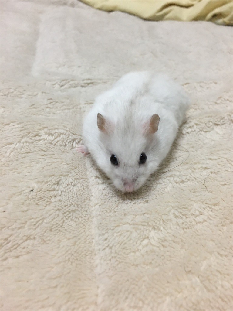 f:id:akie1000:20161117235919j:image