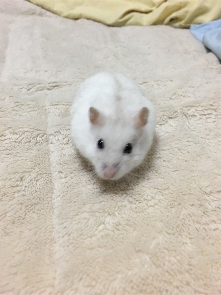 f:id:akie1000:20161117235925j:image