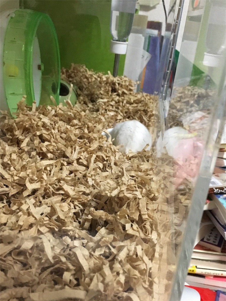 f:id:akie1000:20161117235933j:image