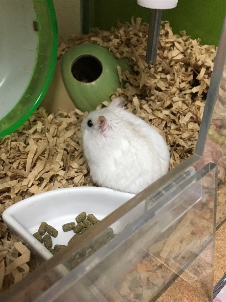 f:id:akie1000:20161117235948j:image