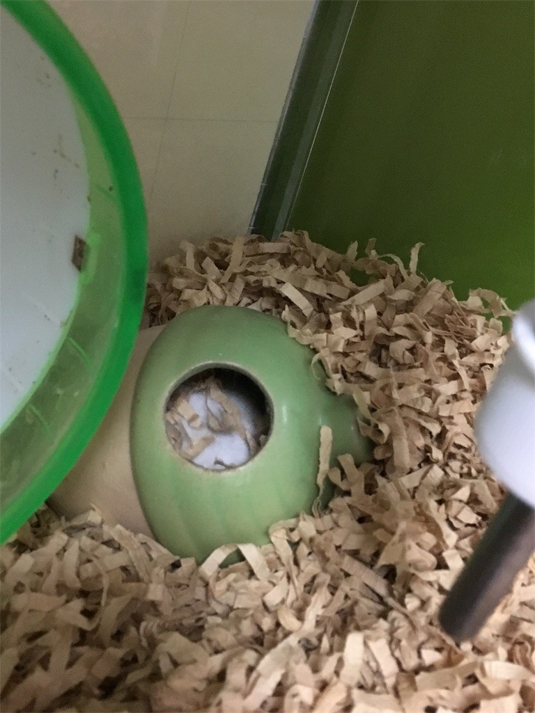 f:id:akie1000:20161118000008j:image