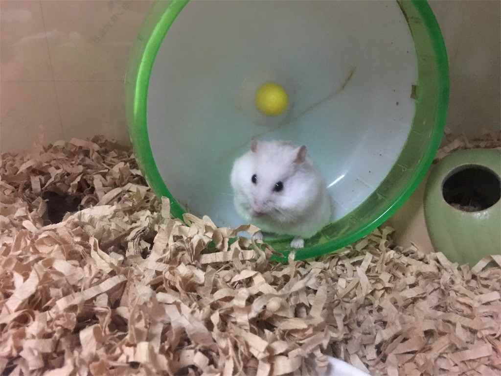 f:id:akie1000:20161118000057j:image