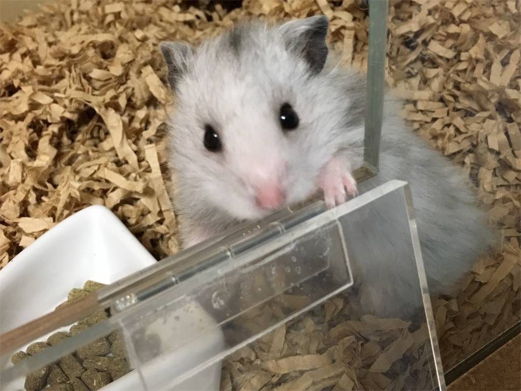 f:id:akie1000:20161201013118j:image