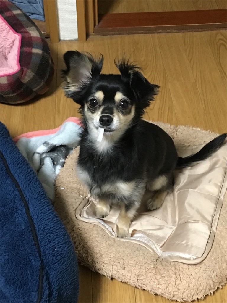 f:id:akie1000:20161214175607j:image