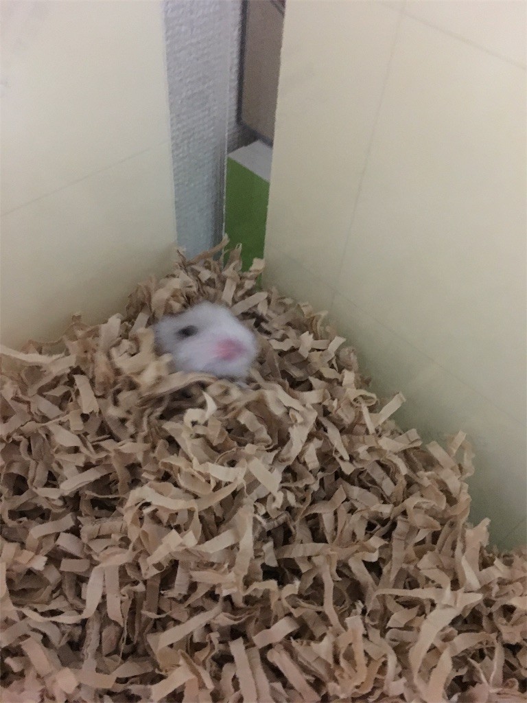 f:id:akie1000:20161214180019j:image