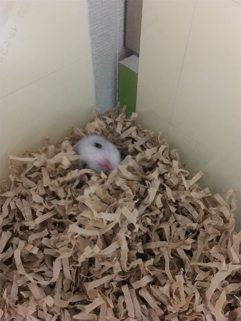 f:id:akie1000:20161214180022j:image