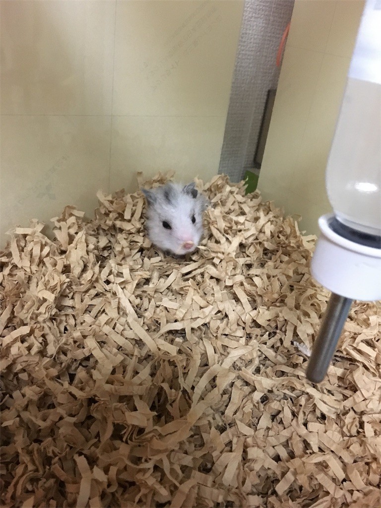 f:id:akie1000:20161214180035j:image