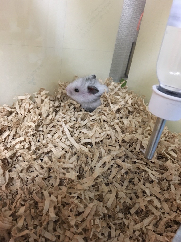 f:id:akie1000:20161214180047j:image