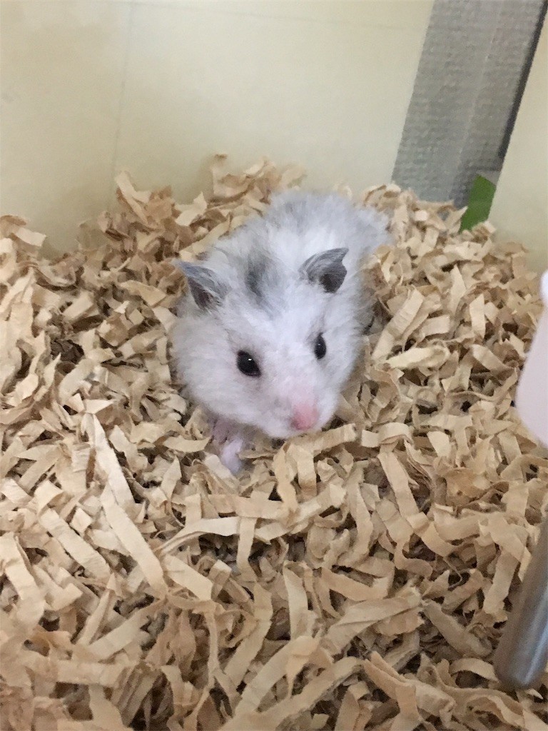 f:id:akie1000:20161214180100j:image