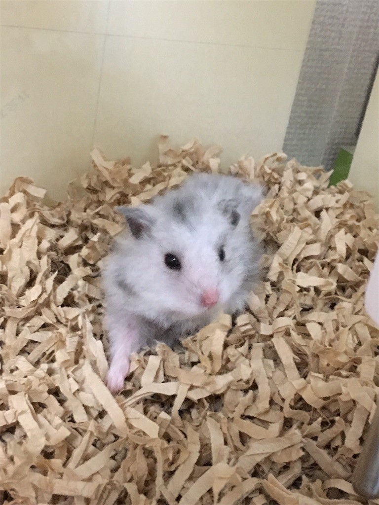 f:id:akie1000:20161214180108j:image