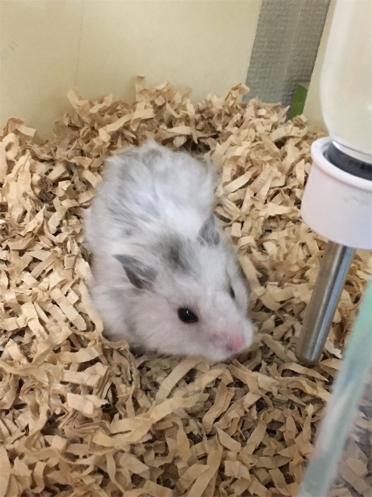 f:id:akie1000:20161214180130j:image