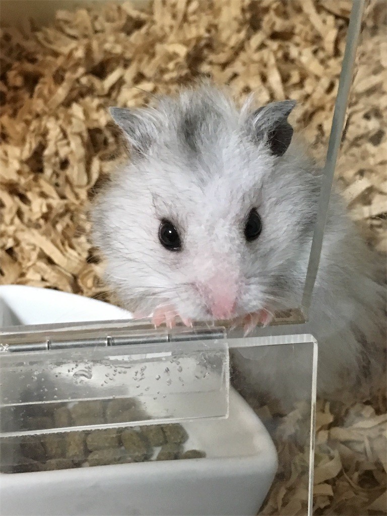 f:id:akie1000:20161214180137j:image