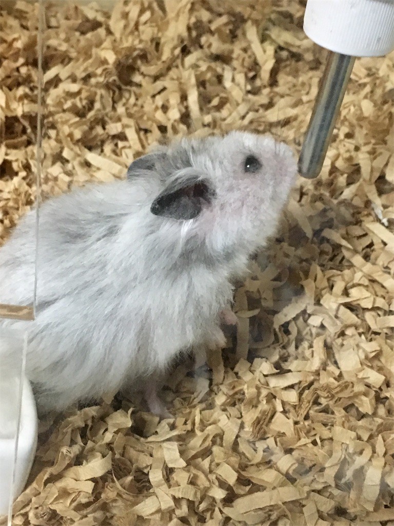 f:id:akie1000:20161214180151j:image