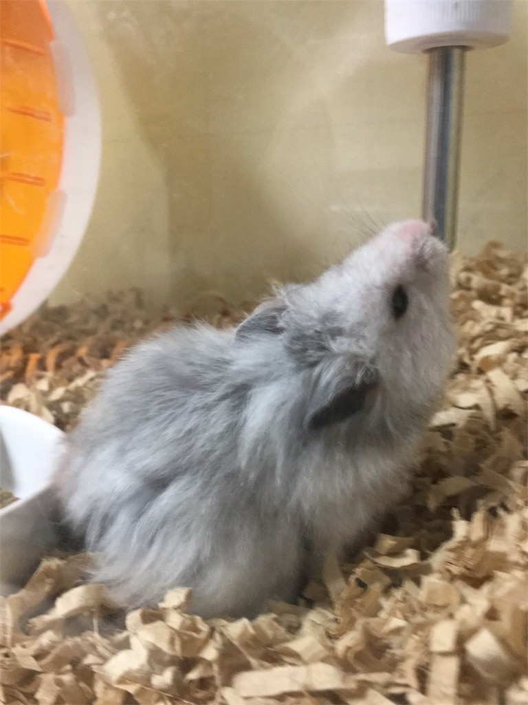 f:id:akie1000:20161214180206j:image