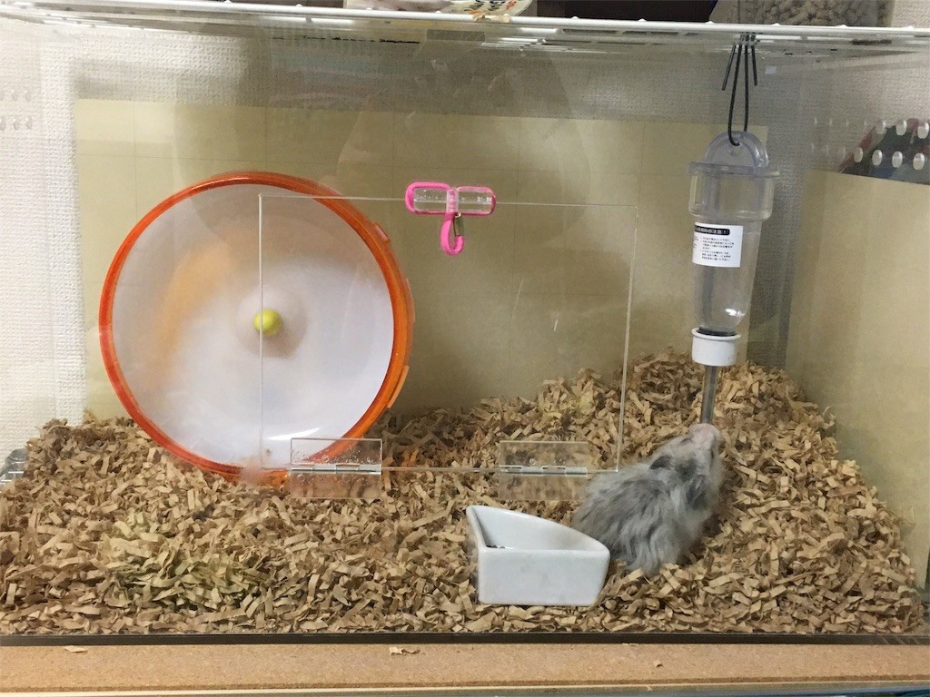 f:id:akie1000:20161214180232j:image