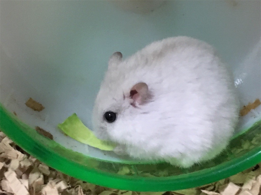 f:id:akie1000:20161227200316j:image