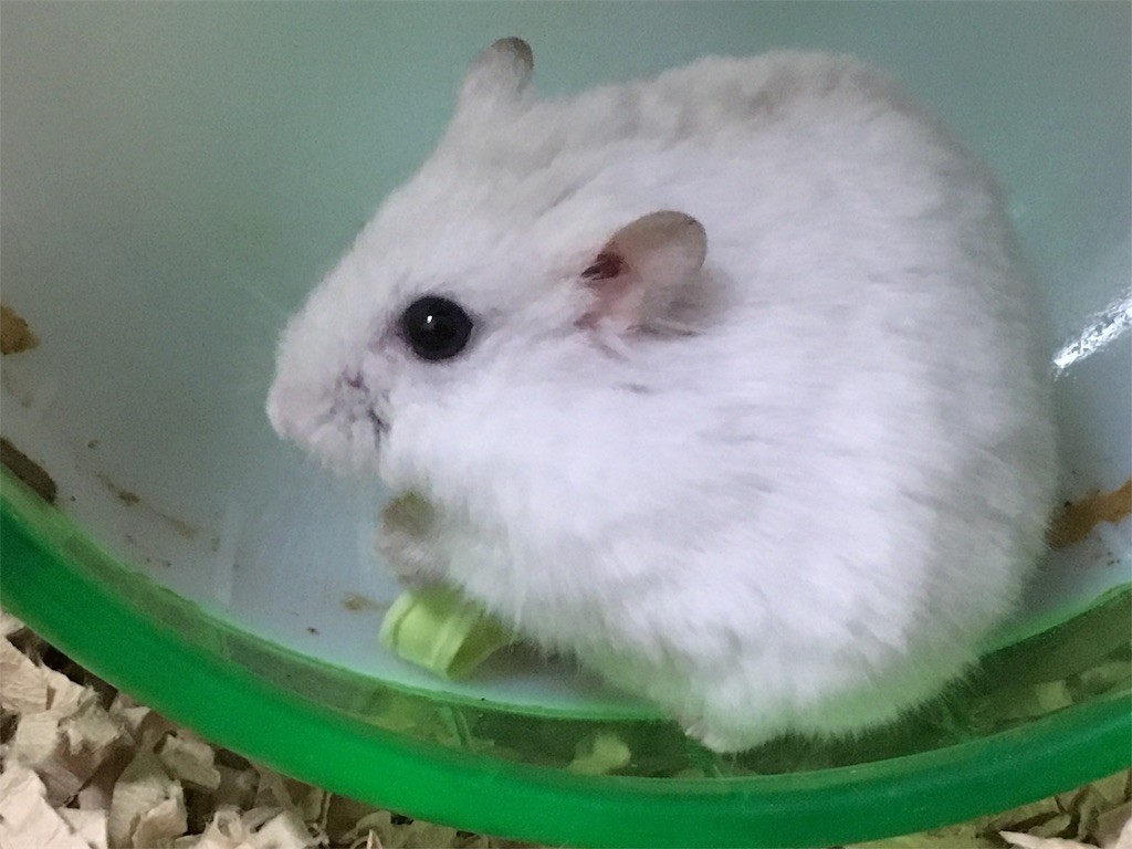 f:id:akie1000:20161227200337j:image