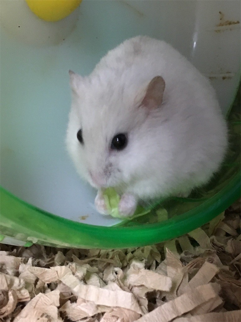 f:id:akie1000:20161227200340j:image