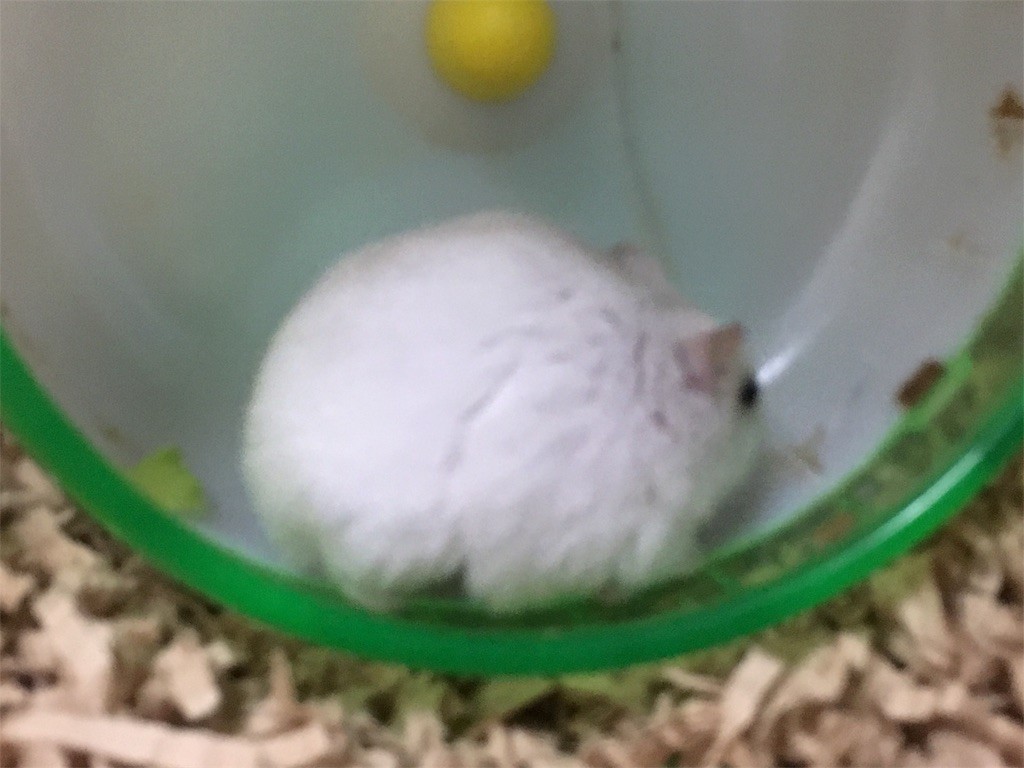 f:id:akie1000:20161227200352j:image