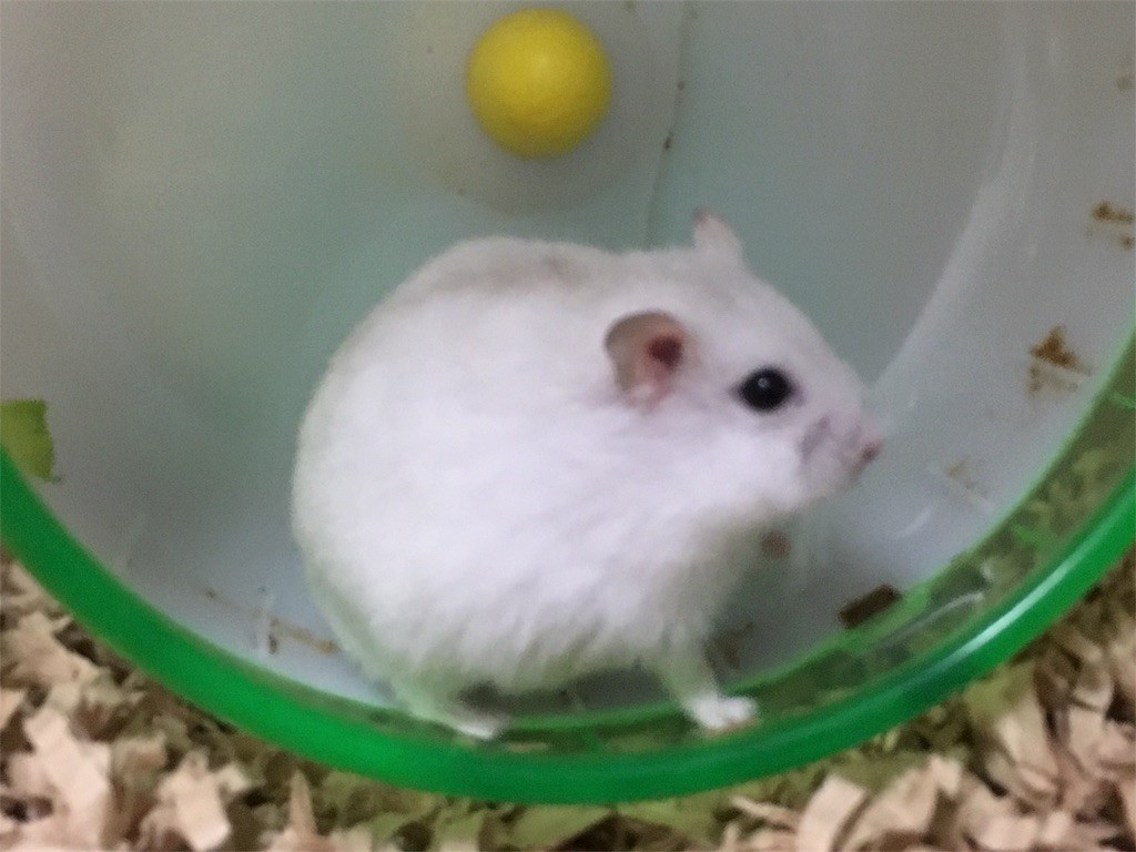 f:id:akie1000:20161227200414j:image