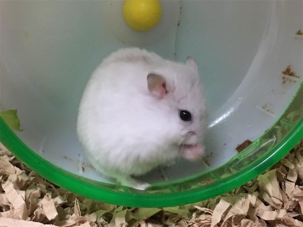 f:id:akie1000:20161227200420j:image