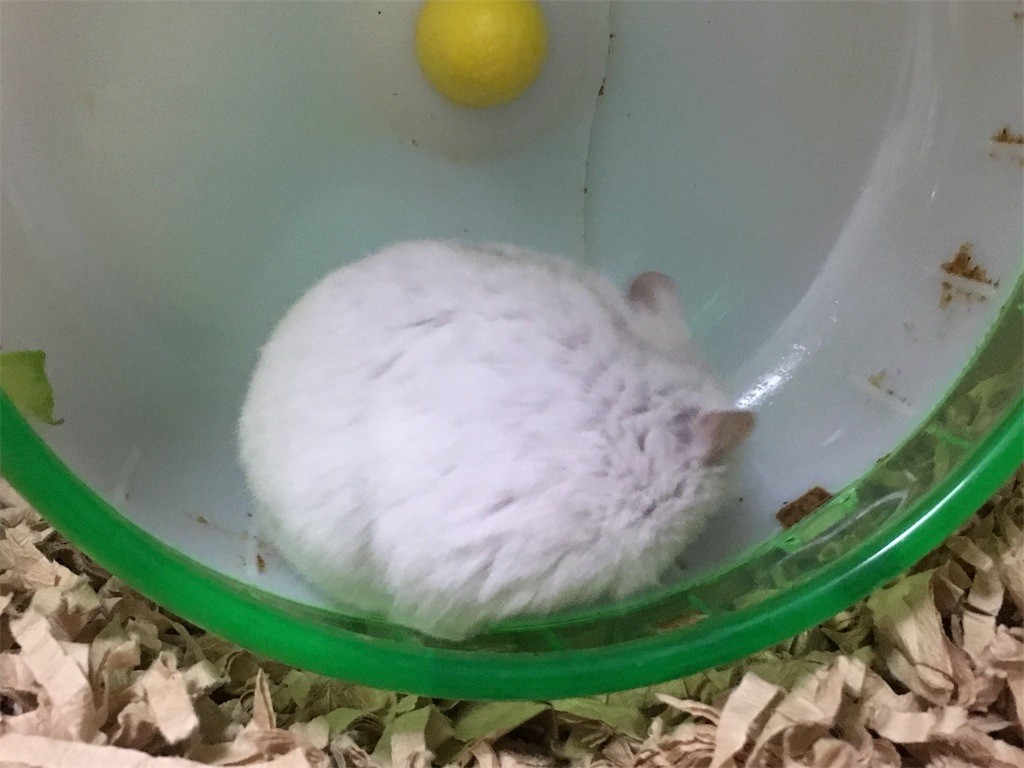 f:id:akie1000:20161227200431j:image