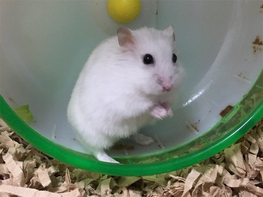 f:id:akie1000:20161227200439j:image