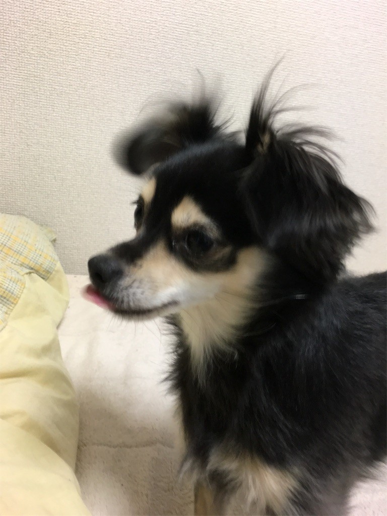 f:id:akie1000:20161229001532j:image