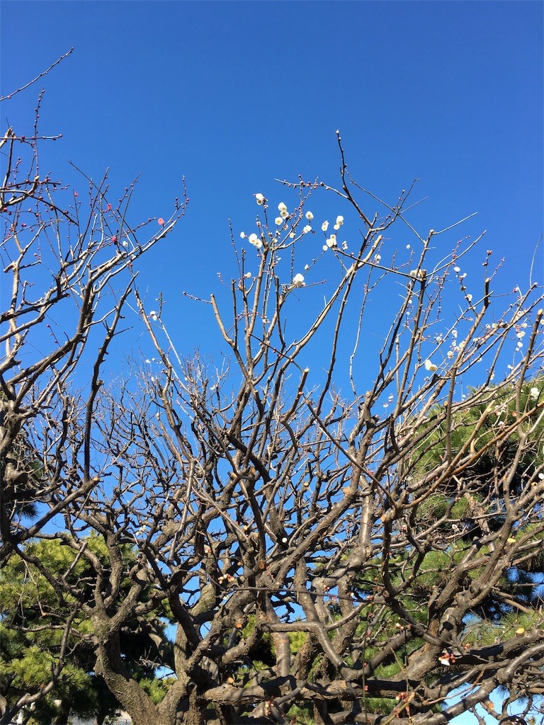 f:id:akie1000:20170106175030j:image