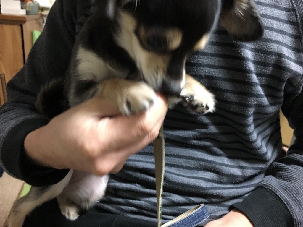 f:id:akie1000:20170122155041j:image